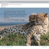 Книга Honey and Toto: The Story of a Cheetah Family 1 Pathfinders ISBN 9781108436151 заказать онлайн оптом Украина