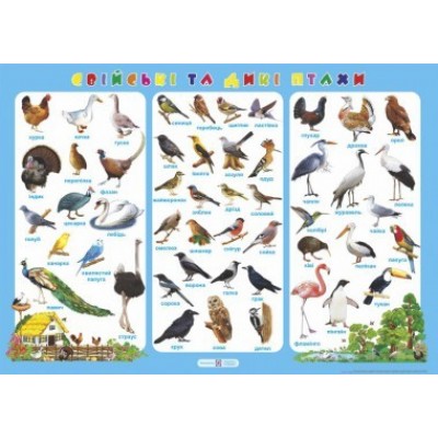 Плакат «Свійські та дикі птахи» Корнєєва О. замовити онлайн