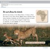 Книга Honey and Toto: The Story of a Cheetah Family 1 Pathfinders ISBN 9781108436151 заказать онлайн оптом Украина
