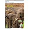 Підручник Guess What! Level 1 Pupils Book Reed, S ISBN 9781107526914 заказать онлайн оптом Украина